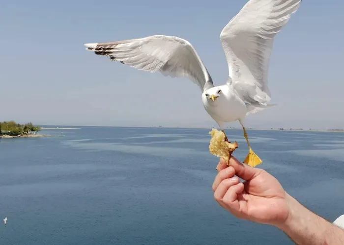 Blue Sea Y